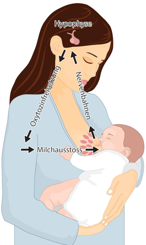 Eine Illustration, die den Vorgang des Milchspendereflexes illustriert.